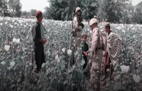 تهدید جدی تغییرالگوی کشت در افغانستان و رشد تولید موادمخدر مصنوعی