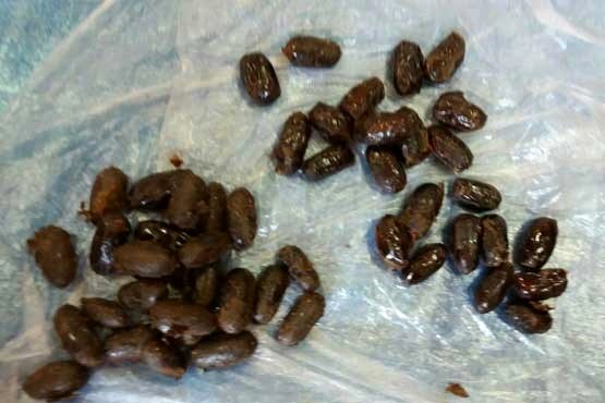 جاسازی ۵۷۷ کیلو تریاک در ضایعات خرما