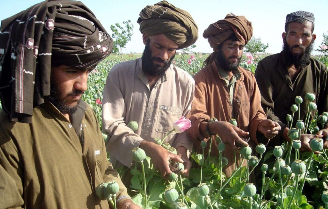 ۱۰ میلیارد دلار درآمد سالانه مواد مخدر در افغانستان