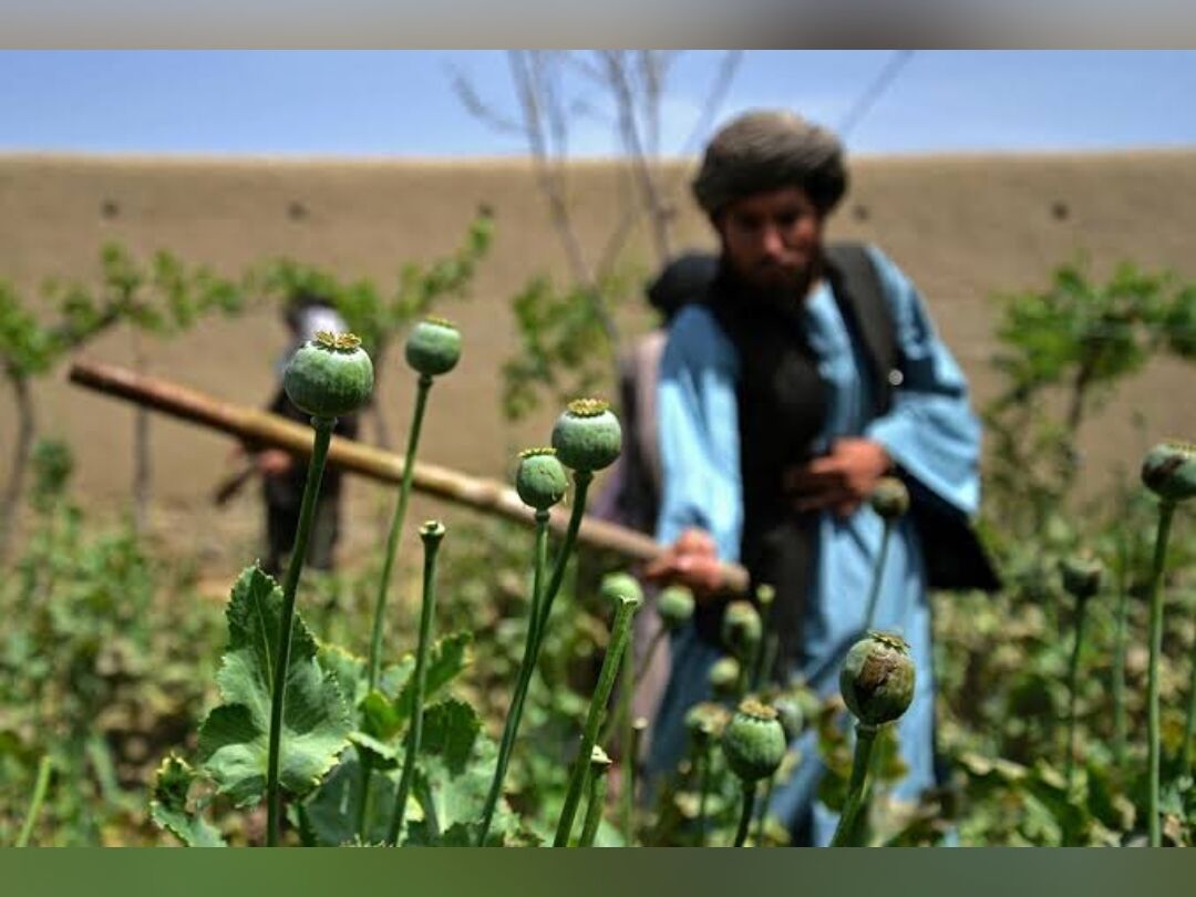 کشت موادمخدر در افغانستان به قاچاق آن در منطقه افزوده است