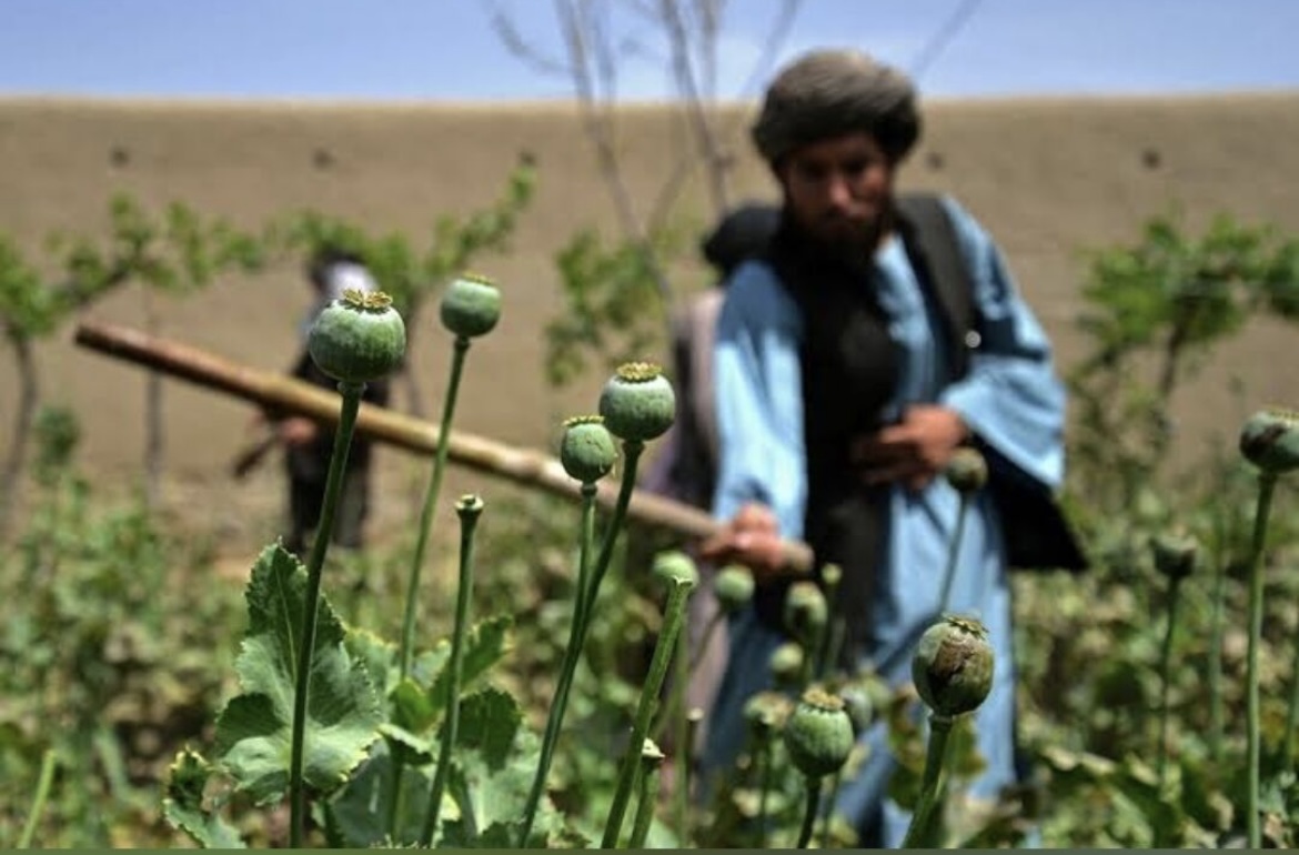 کشت موادمخدر در افغانستان به قاچاق آن در منطقه افزوده است