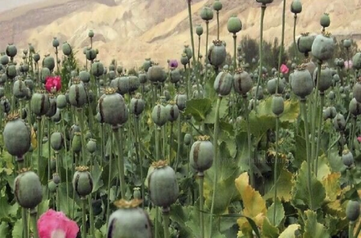 لزوم بازگشت به کشت قانونی خشخاش برای تولید دارو