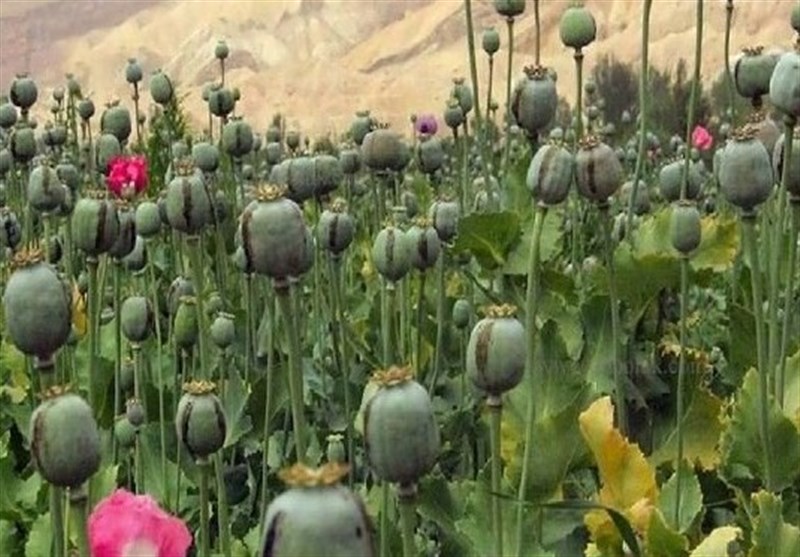 امحای ۱۵ هزار هکتار کشت گیاهان ممنوعه در لرستان/ کشت‌ در مناطق صعب‌العبور!