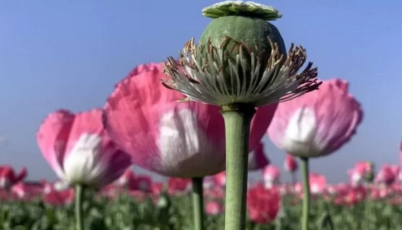 کشت «شقایق الیفرا» در ایران برای تامین دارو