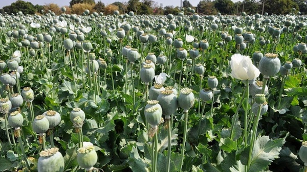 اجاره دادن زمین برای کشت گیاهان ممنوعه جرم است