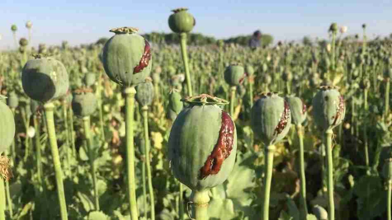 طالبان طرح ۵ ساله معیشت جایگزین برای ممنوعیت کشت خشخاش را تصویب کرد