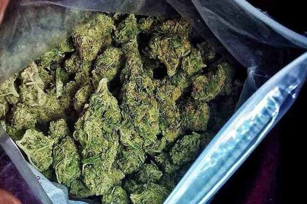 دستگیری موادفروش سابقه‌دار با ۱۲۳ کیلوگرم «گل» در فرحزاد