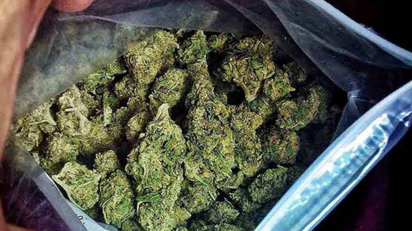 کشف ۶۰۰ کیلوگرم گراس در کوهرنگ