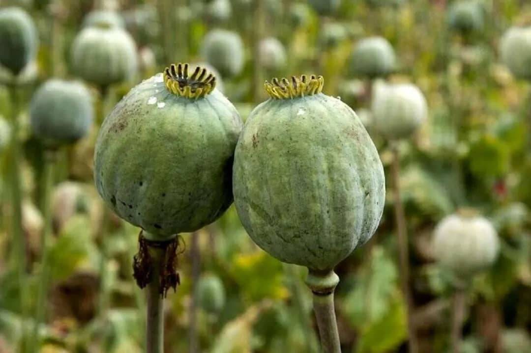 دفاع از کشت قانونی خشخاش در ایران از منظر کاهش آسیب و تأمین دارو