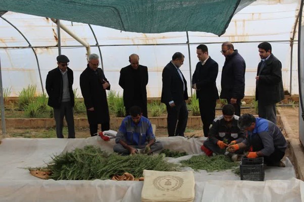 کشت گیاهان دارویی، راهبردی مؤثر برای جایگزینی کشت‌های ممنوعه