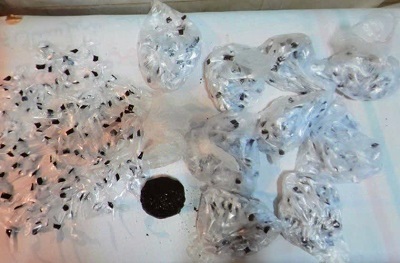 دستگیری یک خرده فروش مواد افیونی در اراک