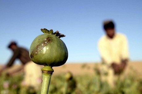 هشدار استاندار بوشهر به فرمانداران درباره کشت خشخاش