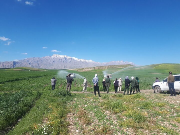 رئیس جهاد کشاورزی کرمانشاه: در برخورد با کشت‌های ممنوعه جدی هستیم