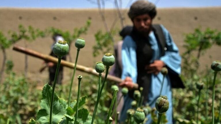 مسکو: فعالیت کارگاههای مواد مخدر صنعتی در افغانستان رو به گسترش است