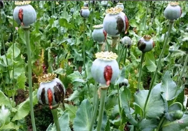 برخورد قضایی با کشت‌کنندگان گیاهان ممنوعه در لرستان