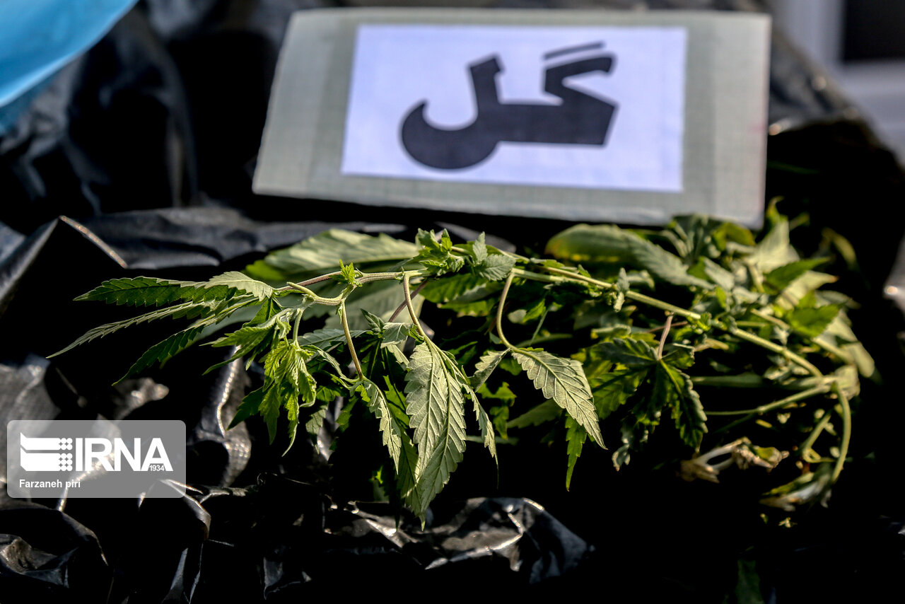 کشف یک تن ماده مخدر «گل» در اسدآباد